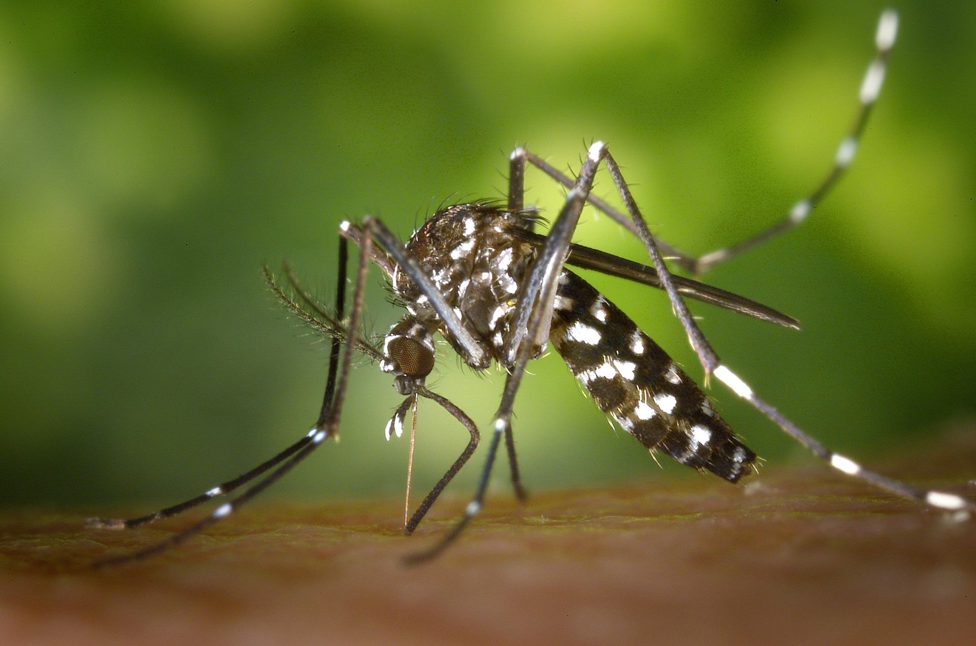 Profissionais são capacitados para tratar doenças realacionadas ao Aedes 
